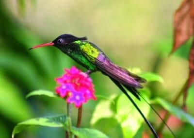 Rocklands Bird Sanctuary