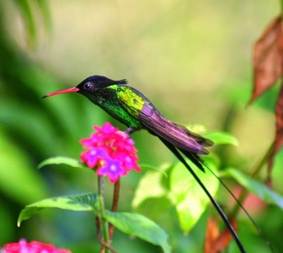 Rocklands Bird Sanctuary